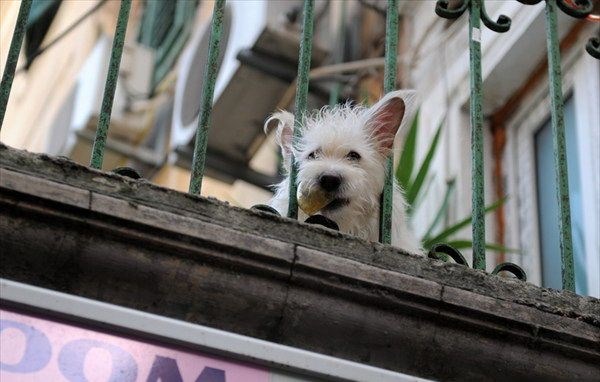 Раздел 4: Устройство комфортного места для собаки